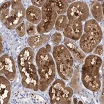 Merck Anti-SH3YL1 antibody produced in rabbit