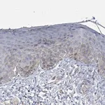 Merck Anti-SLCO4A1 antibody produced in rabbit