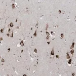 Merck Anti-ZNF507 antibody produced in rabbit