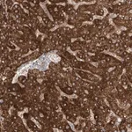 Merck Anti-LZTS3 antibody produced in rabbit