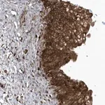 Merck Anti-LAPTM4A antibody produced in rabbit