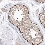 Merck Anti-JKAMP antibody produced in rabbit