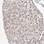 Merck Anti-AOC1 antibody produced in rabbit