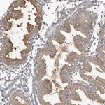 Merck Anti-LAPTM4A antibody produced in rabbit