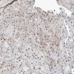Merck Anti-PLEKHN1 antibody produced in rabbit