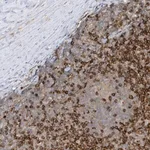 Merck Anti-PHACTR2 antibody produced in rabbit