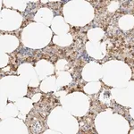 Merck Anti-PHACTR2 antibody produced in rabbit