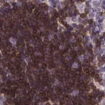 Merck Anti-THEMIS antibody produced in rabbit