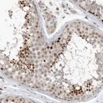 Merck Anti-REC8 antibody produced in rabbit