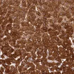 Merck Anti-LSS antibody produced in rabbit