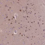 Merck Anti-KAZN antibody produced in rabbit