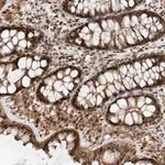 Merck Anti-TATDN3 antibody produced in rabbit
