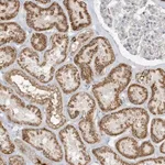 Merck Anti-UHRF1BP1 antibody produced in rabbit