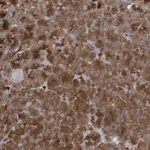 Merck Anti-NAV3 antibody produced in rabbit