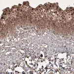 Merck Anti-PLEKHM2 antibody produced in rabbit