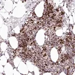 Merck Anti-LDB1 antibody produced in rabbit