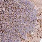 Merck Anti-EFHC2 antibody produced in rabbit