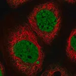 Merck Anti-SYCP2L antibody produced in rabbit