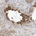 Merck Anti-CHCHD4 antibody produced in rabbit