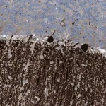 Merck Anti-ARHGEF33 antibody produced in rabbit