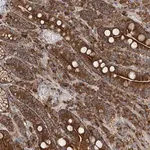 Merck Anti-TAS1R1 antibody produced in rabbit
