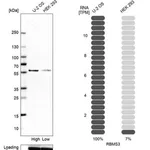 Merck Anti-RBMS3 antibody produced in rabbit