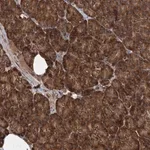 Merck Anti-SCRN3 antibody produced in rabbit