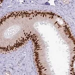Merck Anti-TFAP2B antibody produced in rabbit