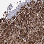 Merck Anti-RMDN2 antibody produced in rabbit