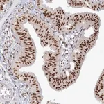 Merck Anti-PPP4R2 antibody produced in rabbit