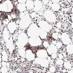 Merck Anti-KIF4A antibody produced in rabbit