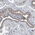 Merck Anti-DNAH7 antibody produced in rabbit