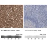 Merck Anti-SLC4A10 antibody produced in rabbit