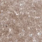 Merck Anti-BSN antibody produced in rabbit