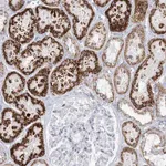 Merck Anti-TBC1D7 antibody produced in rabbit
