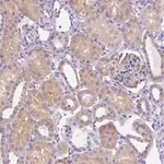 Merck Anti-NXPH2 antibody produced in rabbit