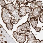 Merck Anti-METTL21A antibody produced in rabbit