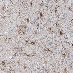 Merck Anti-COPS8 antibody produced in rabbit