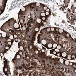 Merck Anti-DCUN1D4 antibody produced in rabbit