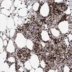 Merck Anti-KIF4A antibody produced in rabbit