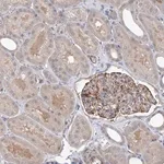 Merck Anti-RWDD4 antibody produced in rabbit