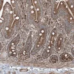 Merck Anti-KY antibody produced in rabbit