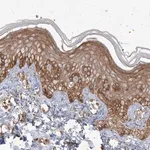 Merck Anti-RNF145 antibody produced in rabbit