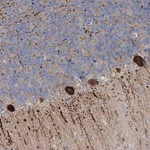 Merck Anti-CMBL antibody produced in rabbit