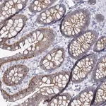 Merck Anti-WNT8B antibody produced in rabbit