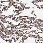 Merck Anti-DGKG antibody produced in rabbit