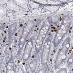 Merck Anti-CFAP58 antibody produced in rabbit