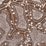 Merck Anti-SCLT1 antibody produced in rabbit