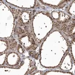Merck Anti-EPB41L4A antibody produced in rabbit