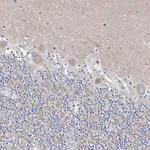 Merck Anti-CXXC4 antibody produced in rabbit